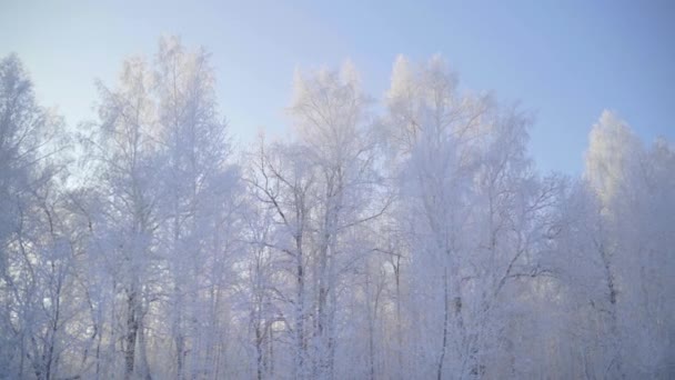 Promenez-vous dans la forêt d'hiver avec des arbres enneigés par une belle matinée glacée. Pas de peuple — Video