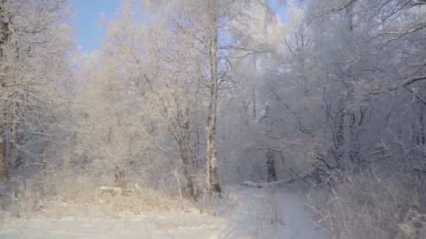 Spacer po zimowym lesie z pokrytymi śniegiem drzewami w piękny mroźny poranek. Żadnych ludzi. — Wideo stockowe