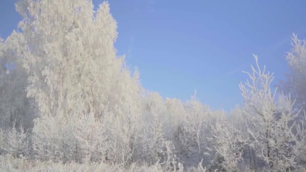 Berjalan melalui hutan musim dingin dengan pohon tertutup salju di pagi yang dingin yang indah. Tidak ada orang — Stok Video