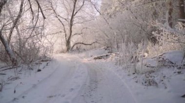 Dalları buz ve karla kaplı güzel kış ormanı