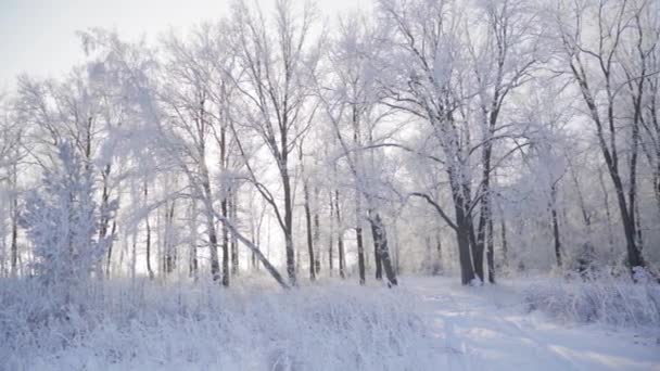 Vacker vinterskog med grenar täckta med frost och snö — Stockvideo