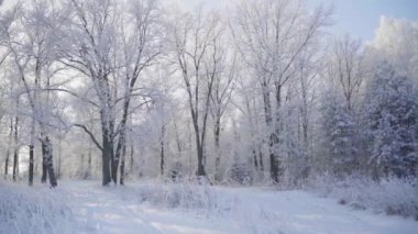 Kar ve buzla kaplı ağaçlarla kaplı kış perisi ormanı