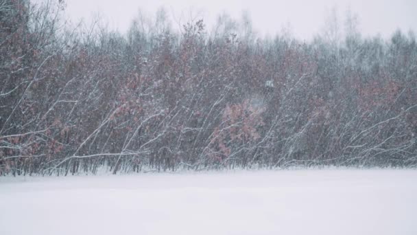 Spazieren Sie an einem schönen frostigen Morgen durch den Winterwald mit schneebedeckten Bäumen. Kein Volk — Stockvideo