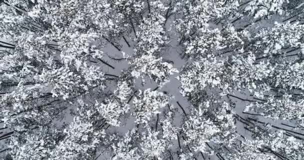 Aerial video flying over trees in winter time — Stock Video