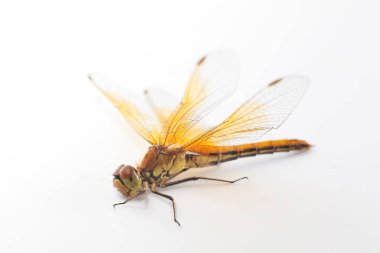 Arka planda yusufçuk hayvanı, yaklaş.