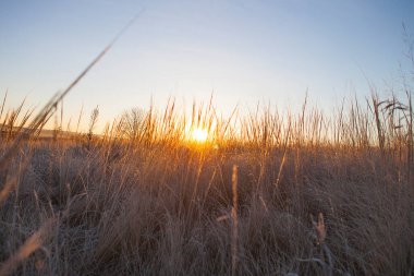 Yaz manzarası - gün batımında buğday tarlası