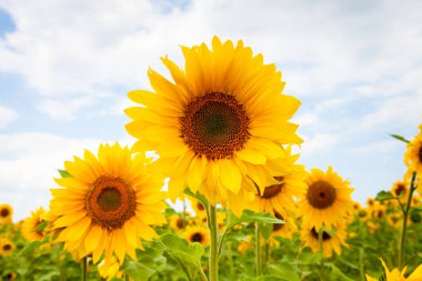 Doğanın arka planında ayçiçekleri olan manzara