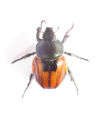 Beyaz Üzerine Bir Böceğin Makro Yakın Çekimi