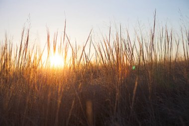 Yaz manzarası - gün batımında buğday tarlası