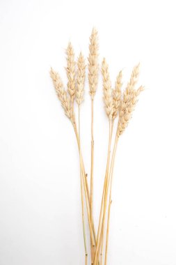 Arkaplanda buğday Bunch, kapat