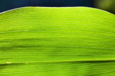 Doğa güzel olabilir. arkaplanda, kapat