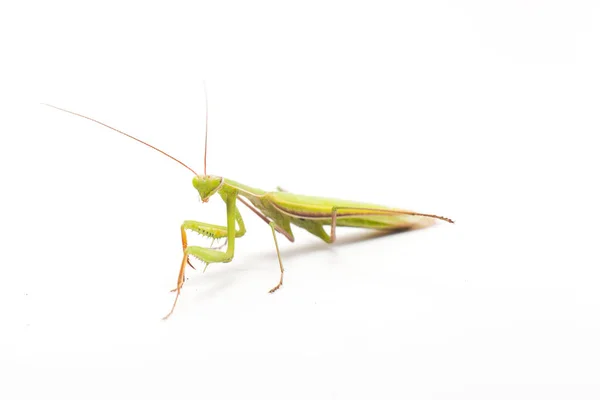 Europeisk Mantis Mot Bakgrund Närbild — Stockfoto