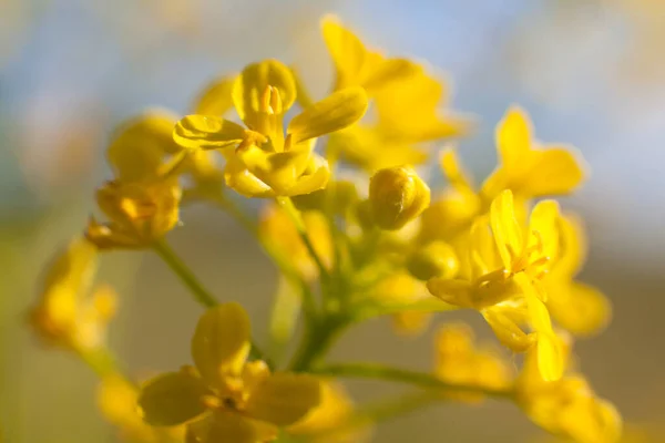 Cowslip Bloom Nature Background — Stock Photo, Image