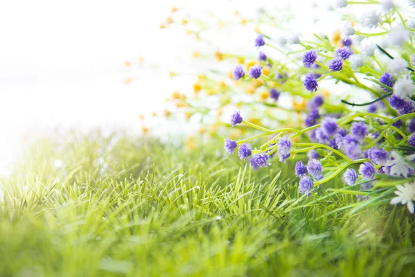 Fleurs Sauvages Sur Prairie Prairie Sur Une Colline Couverte Fleurs — Photo