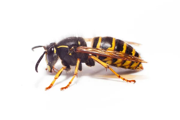 Wasp White Background Close — Stock Photo, Image