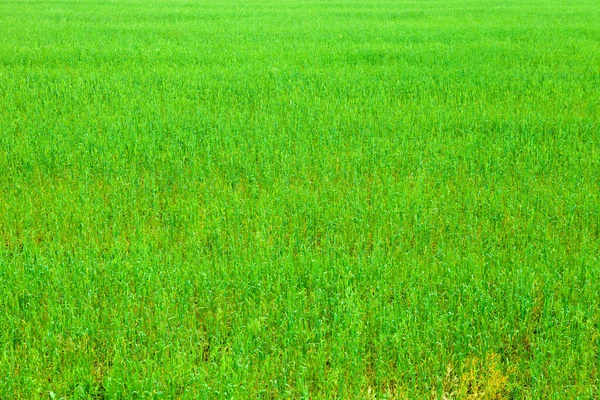 Echt Groen Gras Achtergrond — Stockfoto