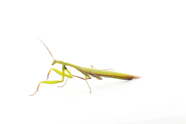 Europeisk Mantis Mot Bakgrund Närbild — Stockfoto