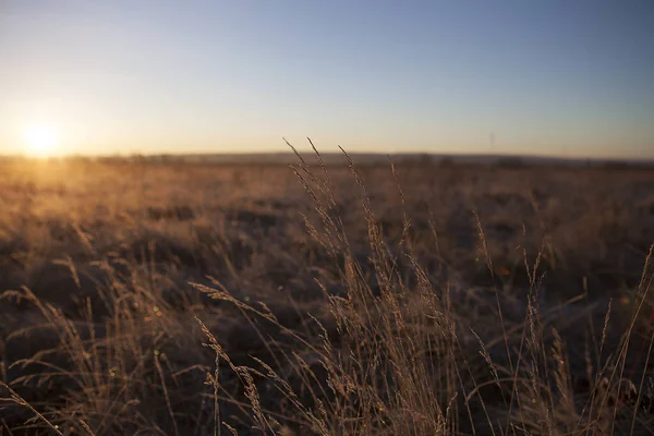 Zomer Landschap Tarweveld Bij Zonsondergang — Stockfoto
