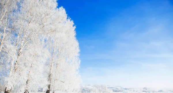 Ağaç Dallarında Buz Soğuk Kış Günü Karlı Şube Kapanıyor Noel — Stok fotoğraf