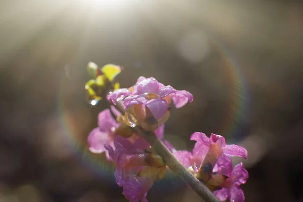 Kwiaty Wiosny Tle Natury — Zdjęcie stockowe