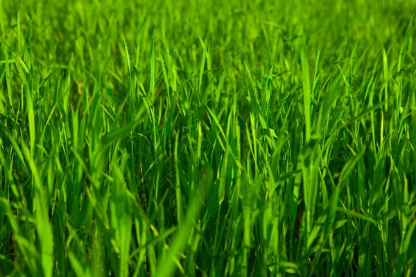 真正的绿草背景 — 图库照片