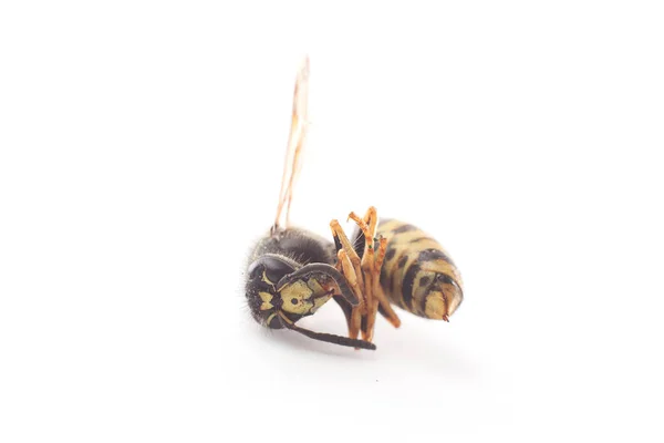 Dead Wasp Background Close — Stock Photo, Image