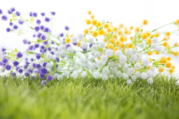 Fleur Herbe Verte Isolée Sur Blanc — Photo