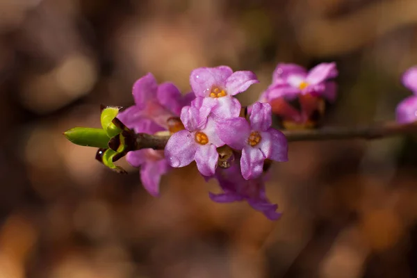 Flores Primavera Sobre Fondo Natural — Foto de Stock