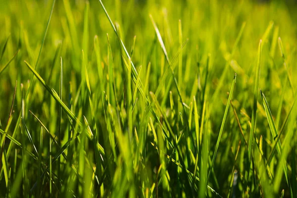 Achtergrond Van Een Groen Gras Close Bij Zonsopkomst Zonsondergang Met — Stockfoto