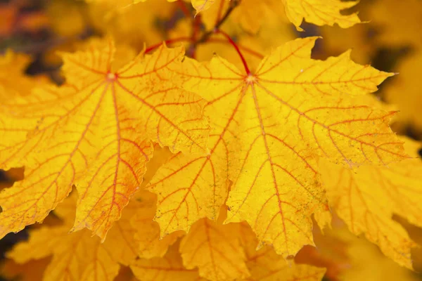 紅葉の黄色の紅葉の背景 — ストック写真