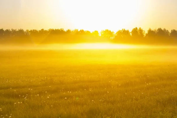 Niebla Paisaje Roble Amanecer Otoño Verano — Foto de Stock