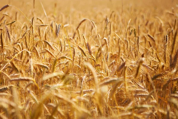 Doğanın Arka Planında Buğday Alanı — Stok fotoğraf