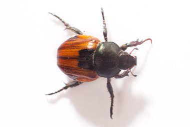 Arka planda böcek hayvanı, kapat.