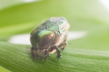 Makro yeşil Cetonia aurata