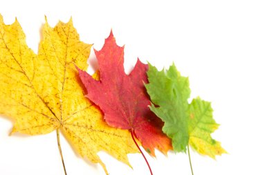 Sarı sonbahar yaprakları beyaz arkaplanda izole