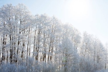 Parktaki karlı ağaçlar. Kış doğası. Güzel beyaz kış. Mavi gökyüzü. Noel arkaplanı.