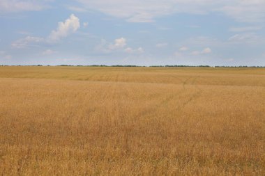 Doğanın arka planında buğday alanı