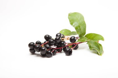 Arka planda Bird Cherry, kapat