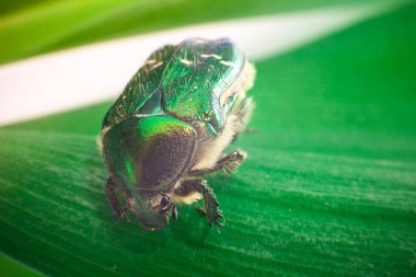 Arka planda Chafer Beetle, kapat
