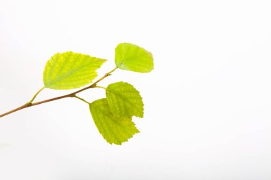 Arka planda huş ağacı, kapat