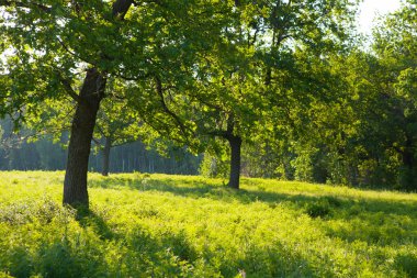 Doğa arka planında yaz manzarası