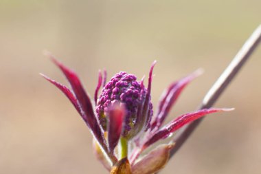Baharın Çiçeği doğa arka planında