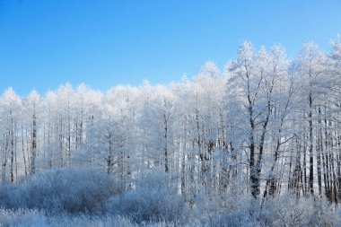 Karlı kış parkı. Karlı, güzel, karlı kış. Noel arkaplanı.