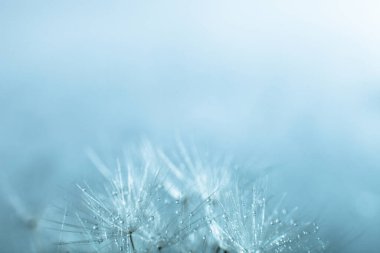 Dandelion seed, shallow focus clipart