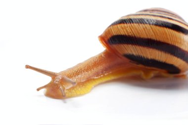 Beyaz arkaplanda izole edilmiş salyangoz