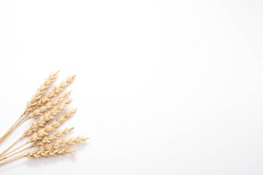 Arkaplanda buğday Bunch, kapat