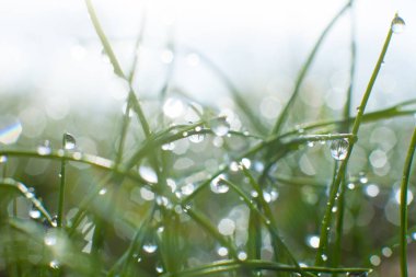 Doğa arka planında bulanık doğa