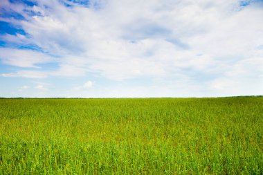 Doğa arka planında yeşil alanlar