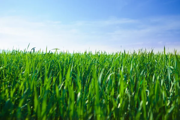 Sunset Green Meadow — Stock Photo, Image