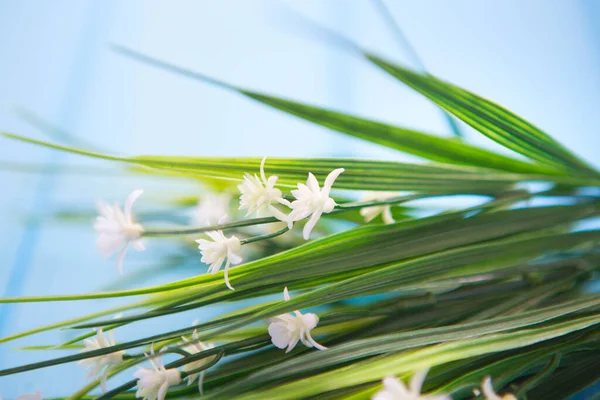 Białe Kwiaty Drewnianym Tle Projekt Dnia Matki Lub Wielkanocy Wiosna — Zdjęcie stockowe